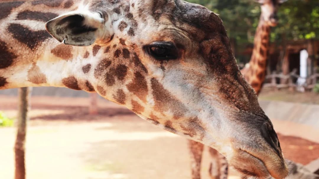 Ile zarabia pracownik zoo? Poznaj zaskakujące wynagrodzenia w Polsce